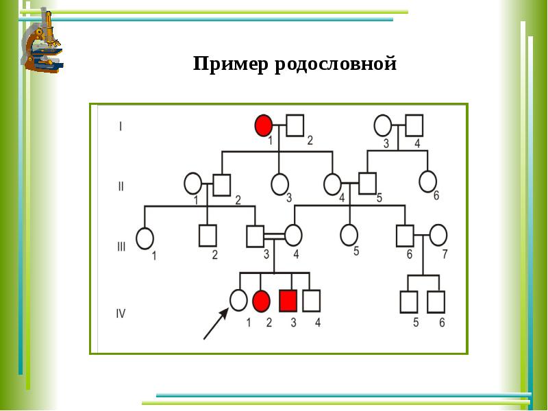 Образец родословной схема