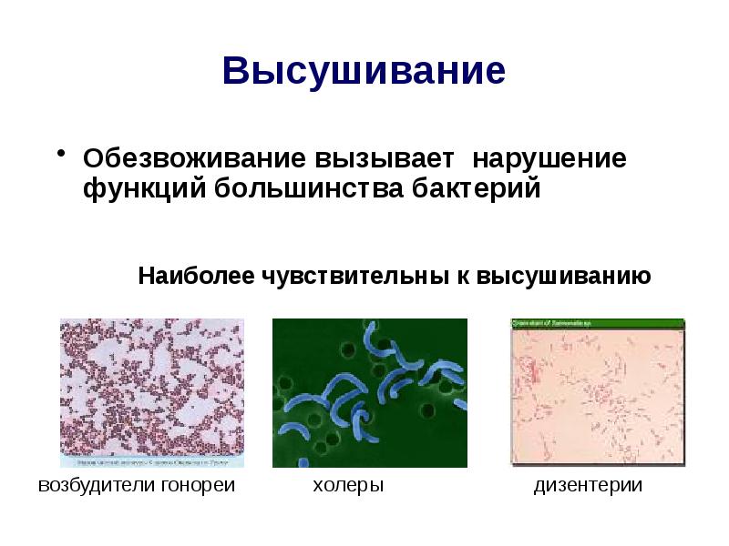 Экология микроорганизмов презентация