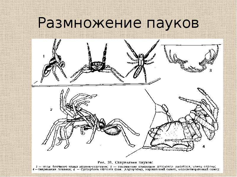 Класс паукообразные размножение