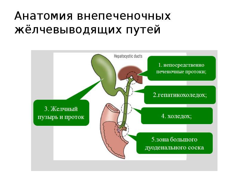 Анатомия внепеченочных жёлчевыводящих путей Анатомия внепеченочных жёлчевыводящих путей