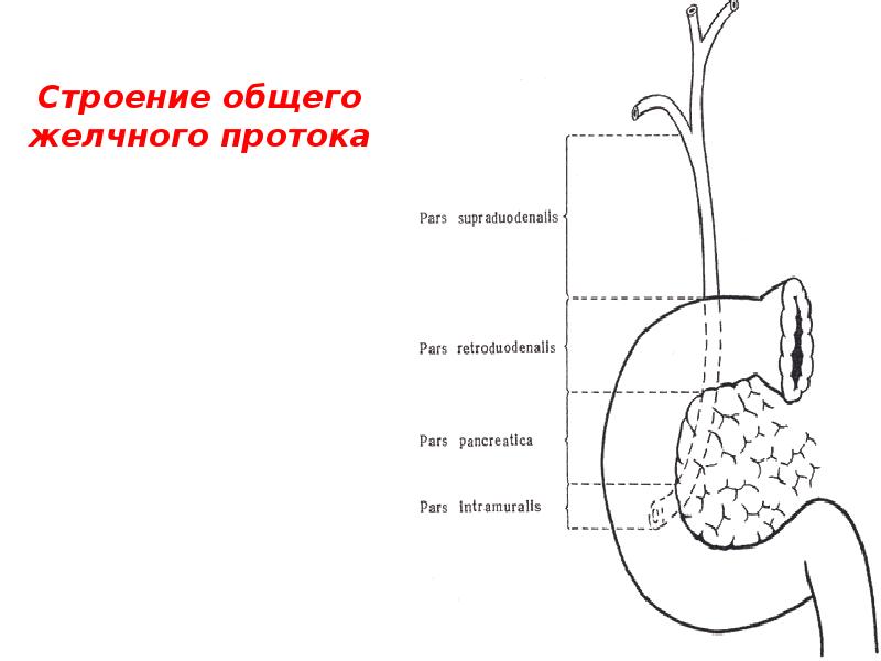 Строение общего желчного протока Строение общего желчного протока