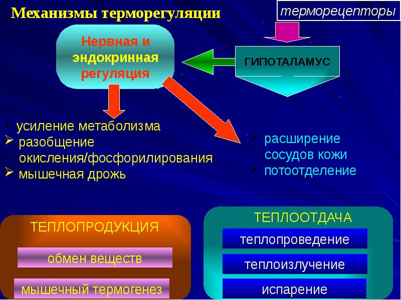 терморегуляция терморецепторы