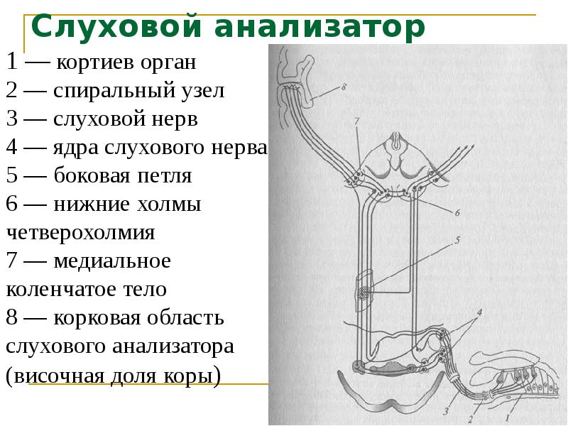 Анатомия физиология и патология органов слуха презентация