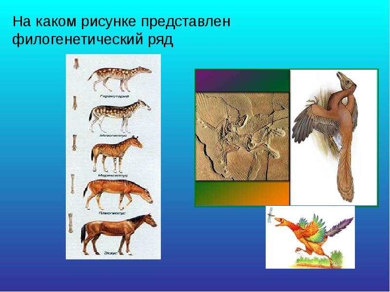 Изображение животных представляет собой. Регресс: виды животных. филогенетические ряды. филогенетический ряд верблюда. признаки животных.