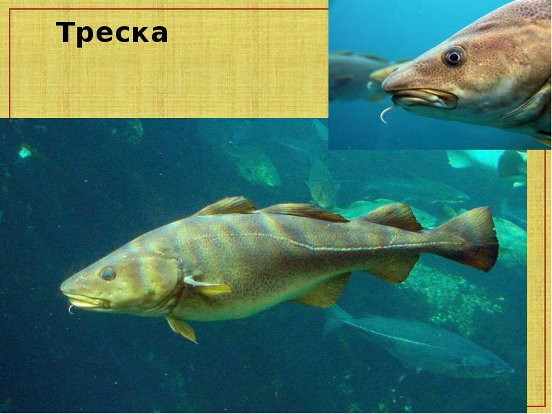 Почему треска дорогая. Морские рыбы треска. Треска Речная. Треска Речная рыба. Пресноводная треска.