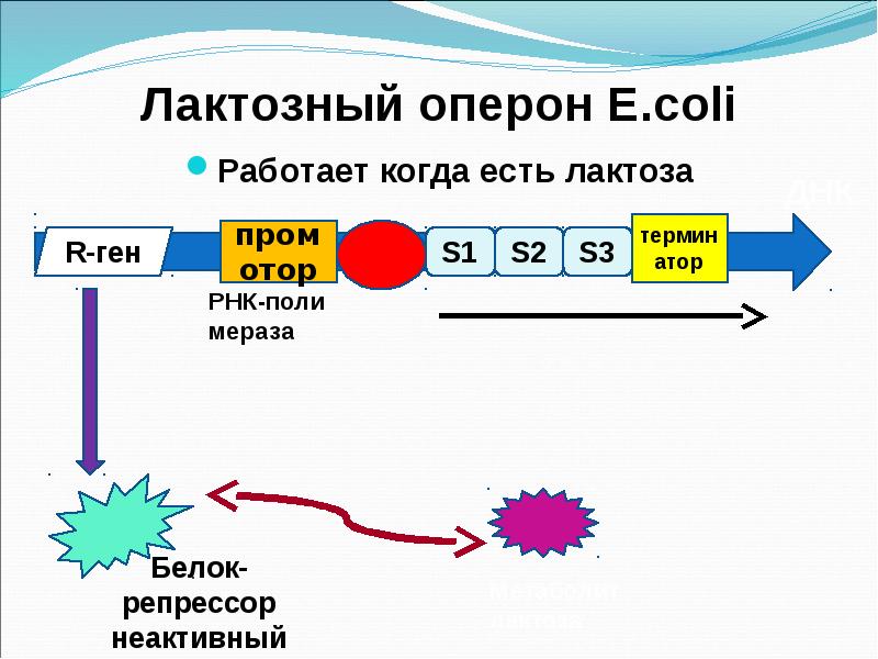 Схема жакоба и моно на примере лактозного оперона