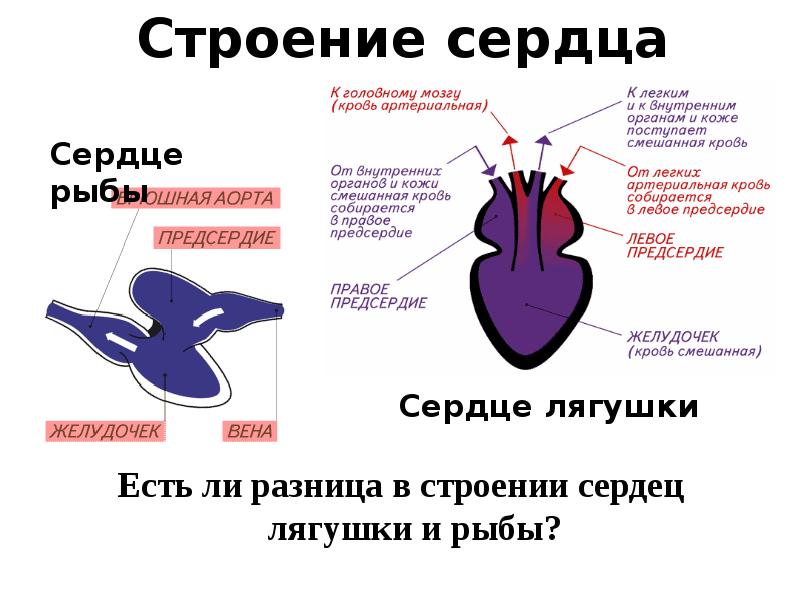 Кровь из сердечной камеры обозначенной на рисунке буквой б поступает в