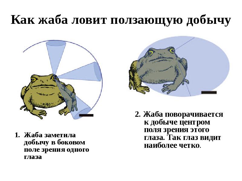 Насаживать лягушку на крючок. Как ловить лягушек. Рыбалка на лягушку живую. Сом на лягушку. Охота лягушки.