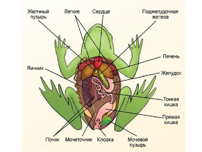 На рисунке отделы кишечника лягушки обозначены цифрами ответ