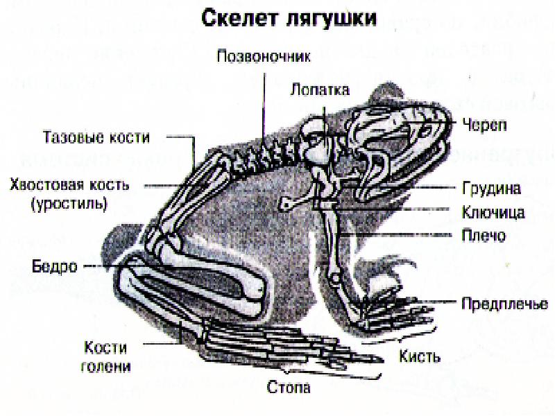 Скелет лягушки фото