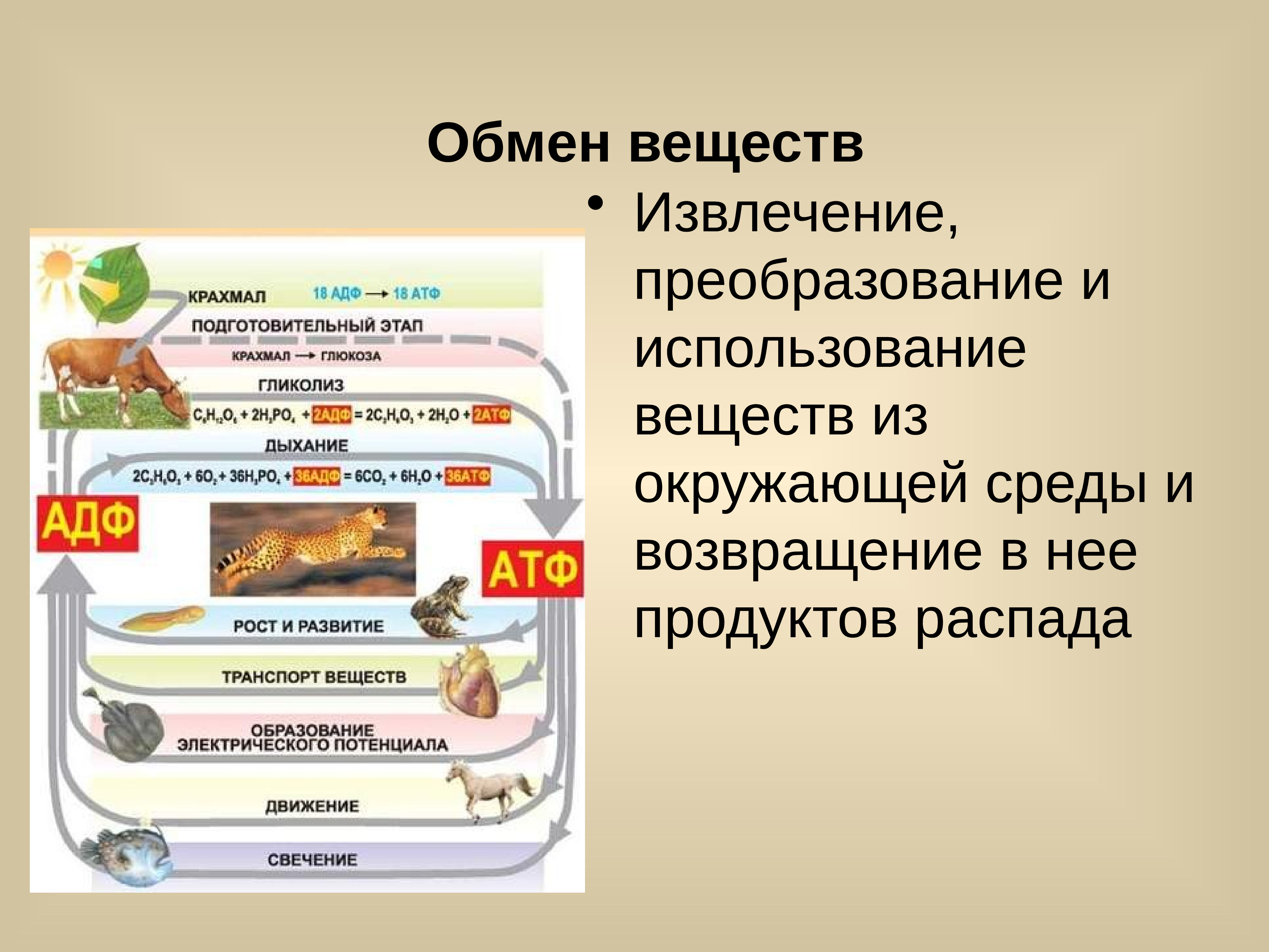 Обмен с окружено. Грибы обмен веществ. Обмен веществ у грибов. Продукт метаболизма грибов. Метаболизм грибов.