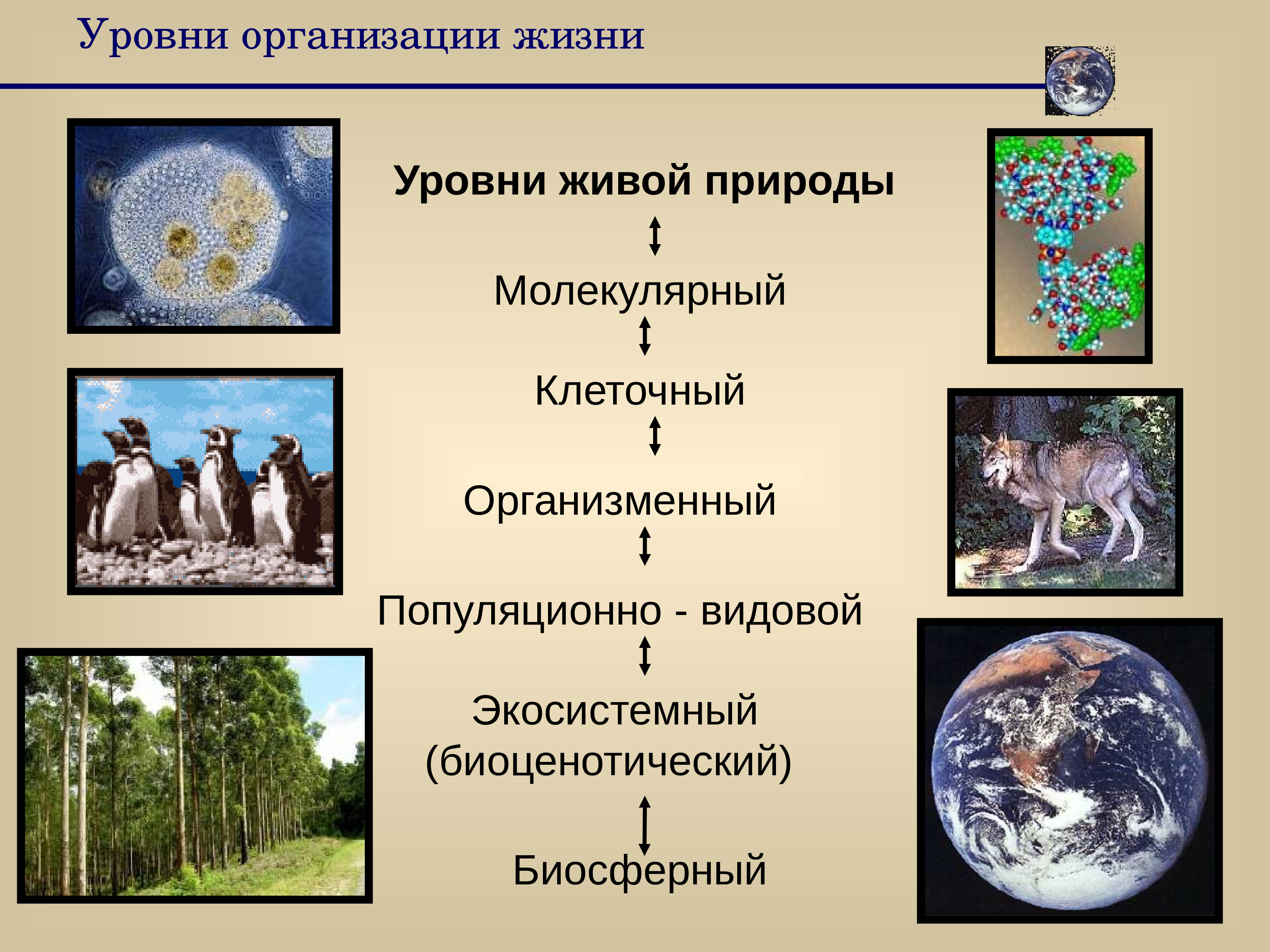 Государственной организации жизни. Организменный уровень организации живой природы. Уровни организации живой природы Экосистемный. Биология уровни организации молекулярный клеточный. Организменный уровень организации живого.