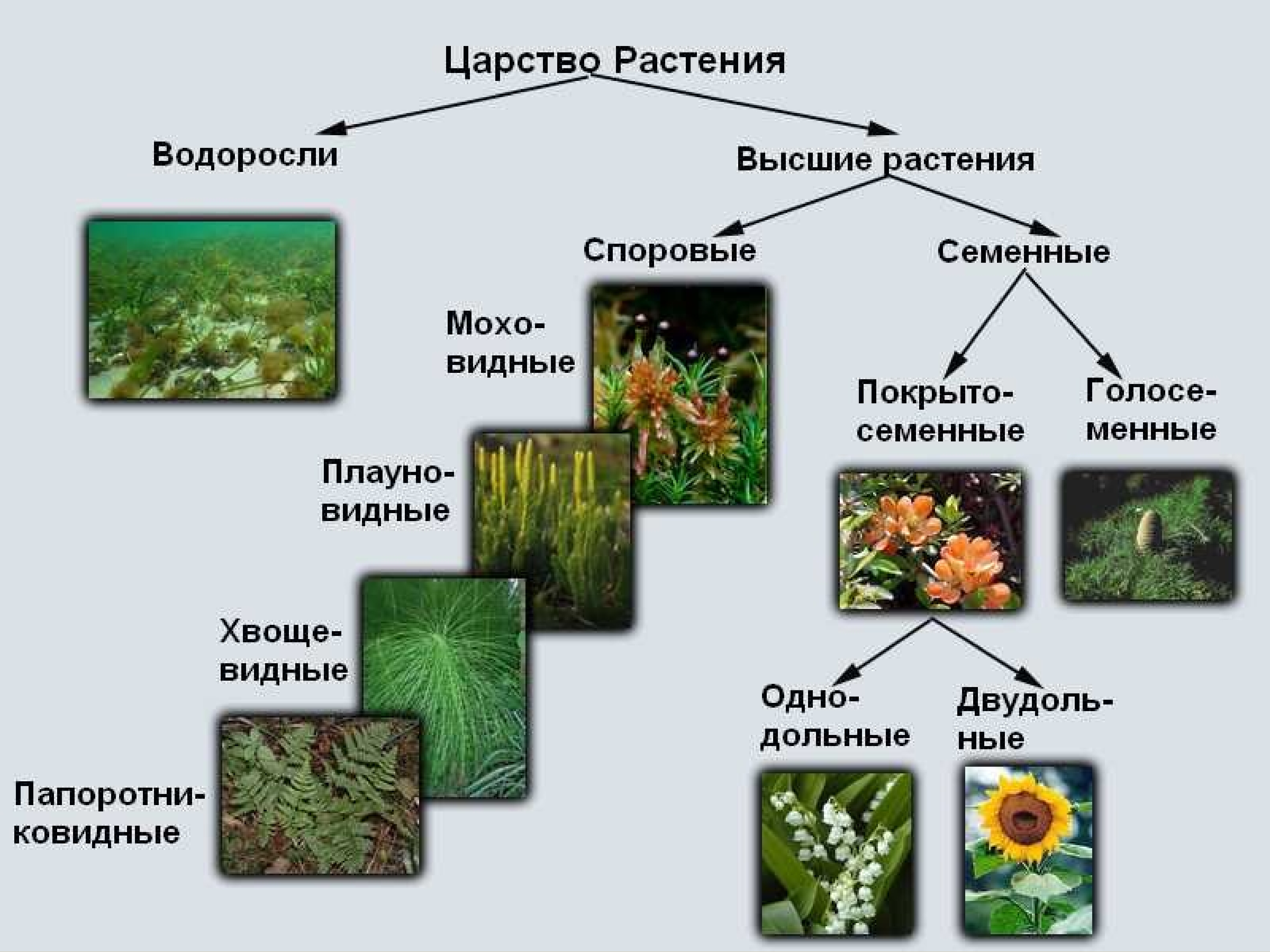 Представители царства растений 5 класс биология