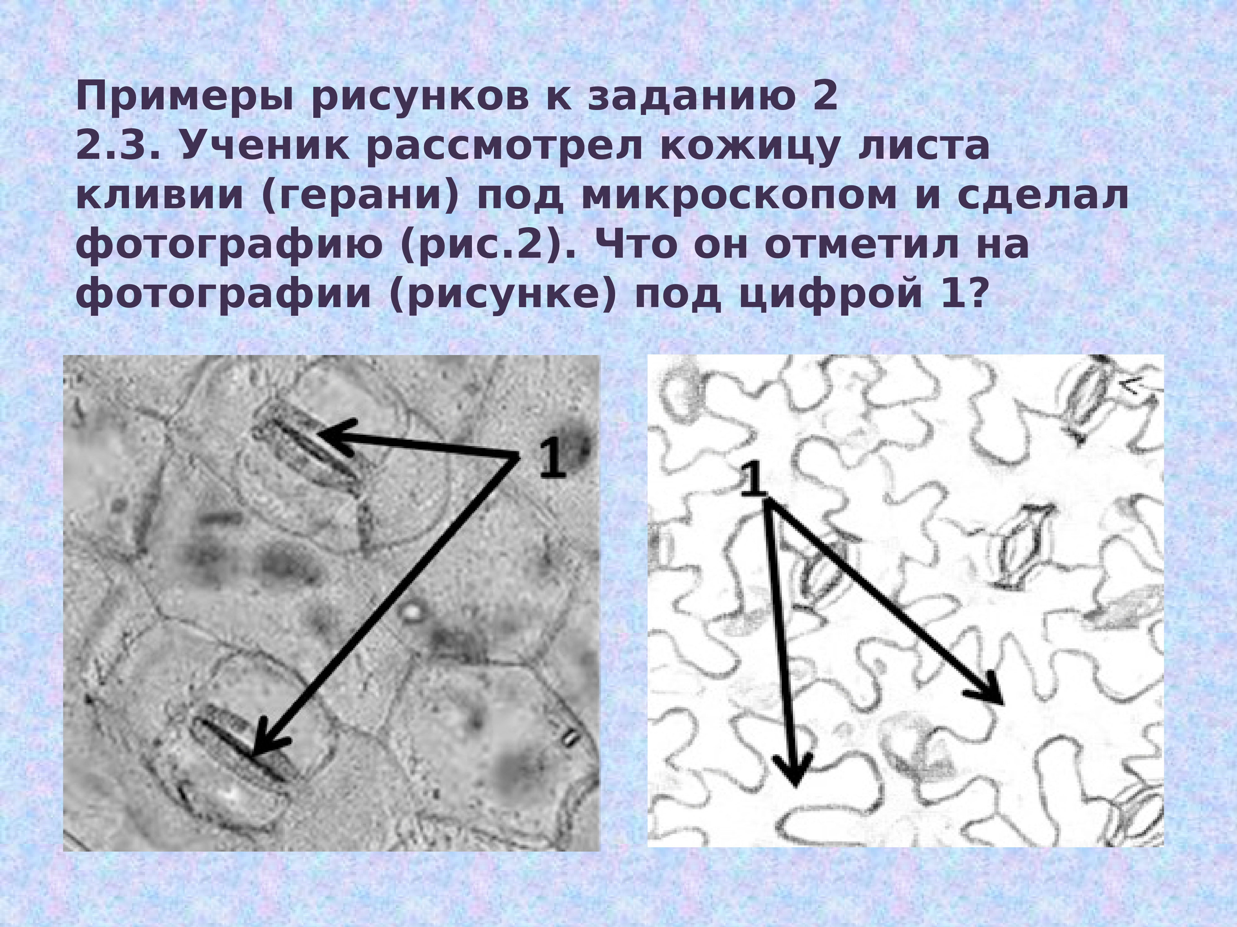 Рассмотри рисунок кожицы листа одуванчика под микроскопом что изображено под цифрой 2