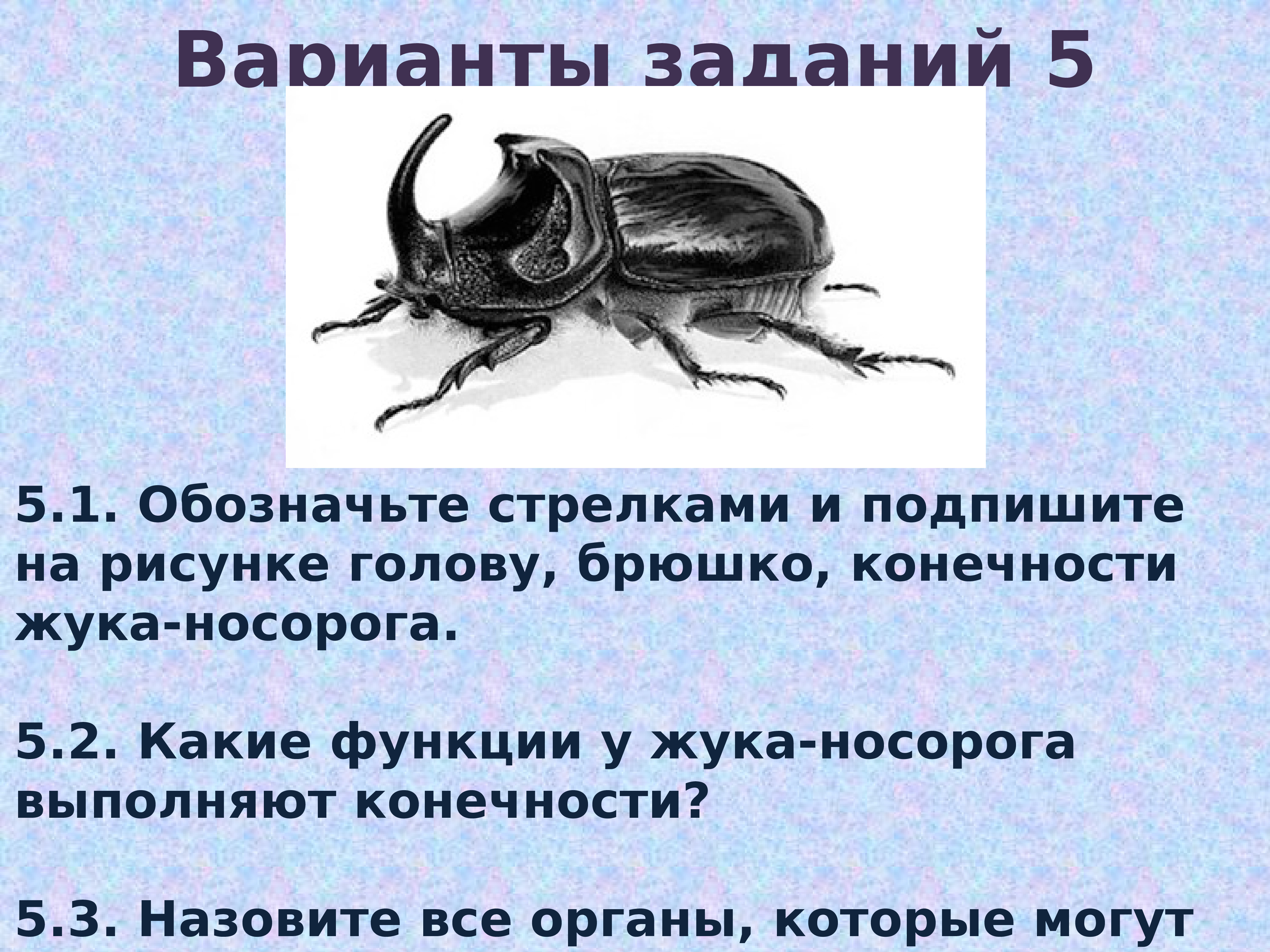 Какой тип развития характерен для черного толстохвостого скорпиона изображенного на рисунке