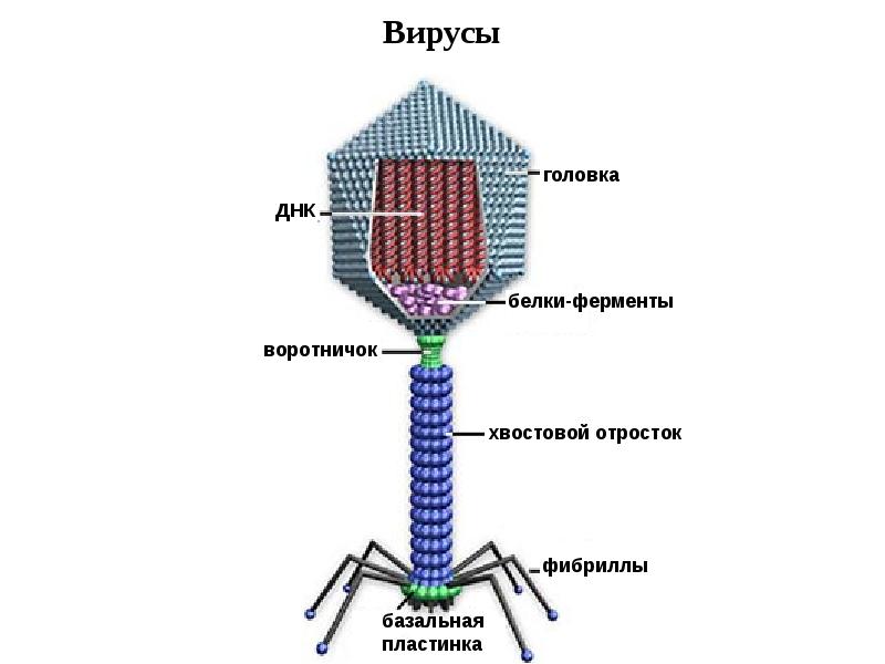 Вирусы имеют днк. Бактериофаг строение капсид. Строение бактериофага. Строение ДНК вируса. Строение вируса бактериофага.