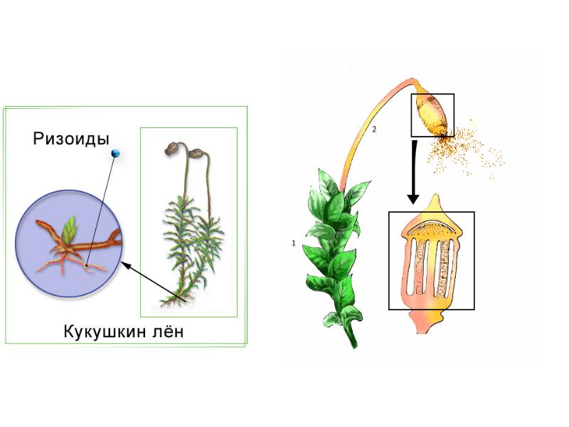 Рисунок моховидных растений