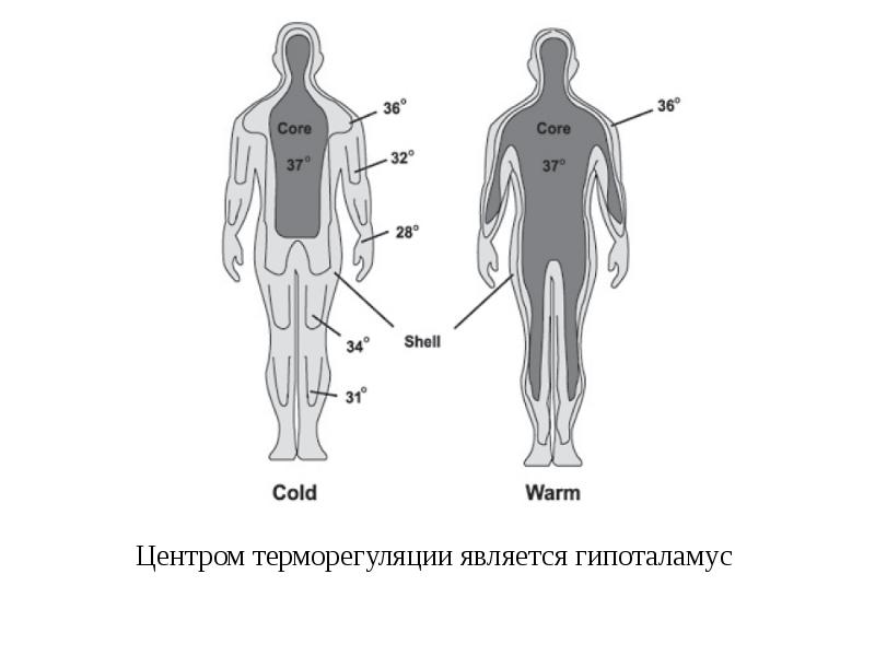 Терморегуляция картинки для презентации