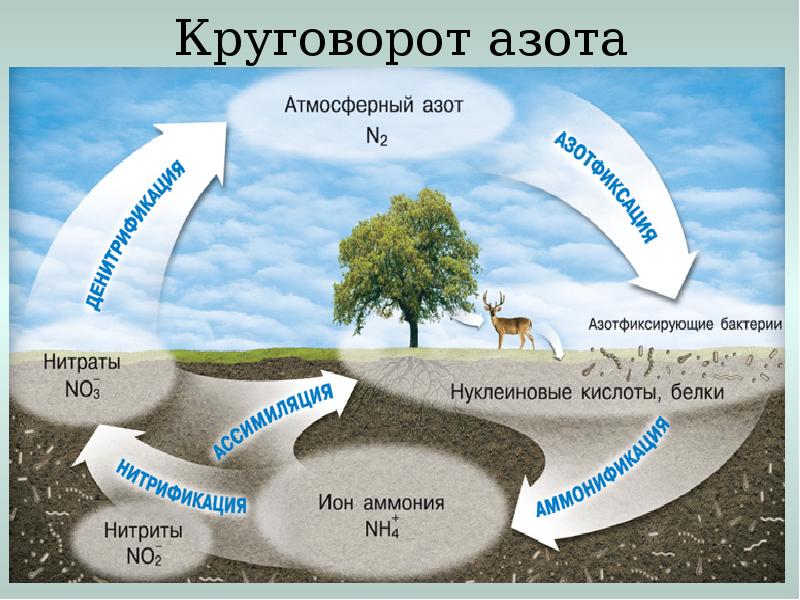 Круговорот азота схема простая