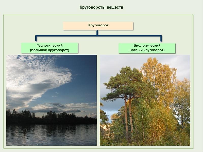 Круговорот веществ основа целостности биосферы 9 класс презентация