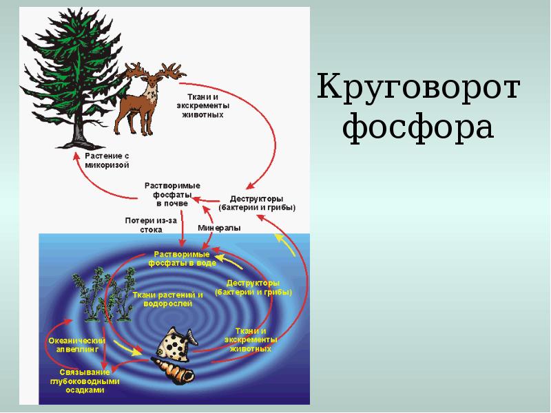 Круговорот веществ основа целостности биосферы 9 класс презентация