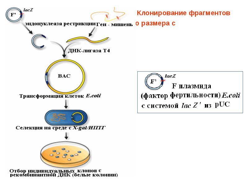 Клонирование гена картинки