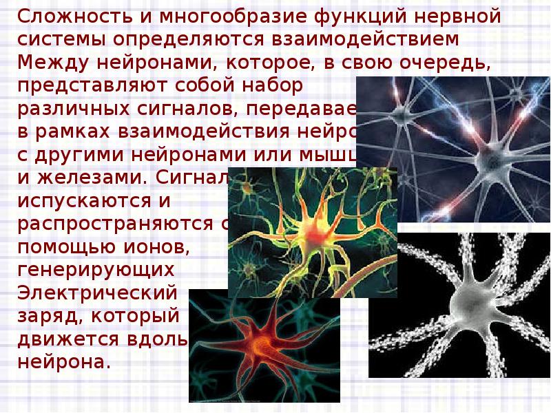 Осуществляет связь между нейронами какой нейрон. Доклад о нейроне.