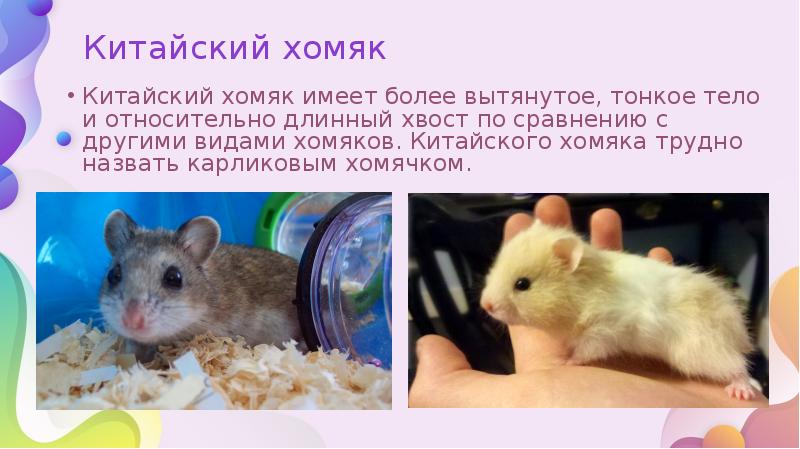 Картинки китайского хомяка