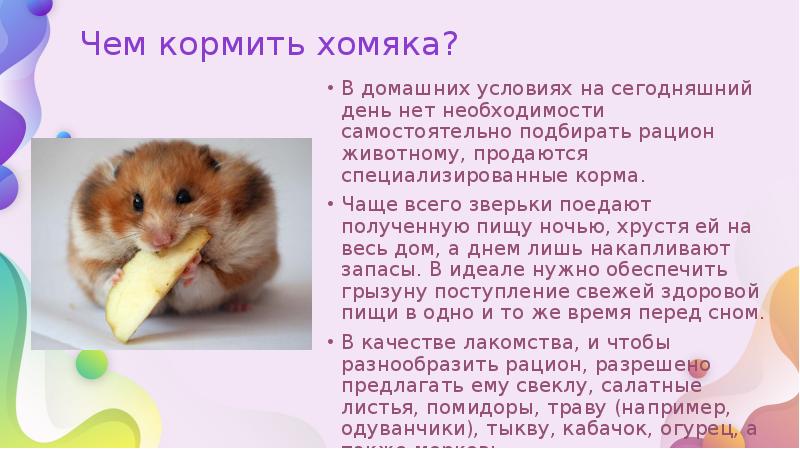 Чем кормить хомяка?
В домашних условиях на сегодняшний день нет необходимости Чем кормить хомяка?
В домашних условиях на сегодняшний день нет необходимости