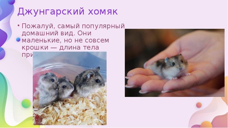Джунгарский хомяк
Пожалуй, самый популярный домашний вид. Они маленькие, но не Джунгарский хомяк
Пожалуй, самый популярный домашний вид. Они маленькие, но не