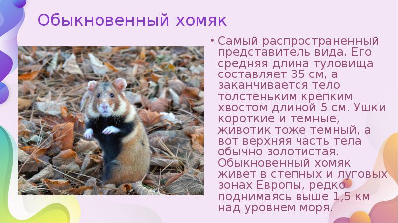 Обыкновенный хомяк
Самый распространенный представитель вида. Его средняя длина туловища составляет Обыкновенный хомяк
Самый распространенный представитель вида. Его средняя длина туловища составляет