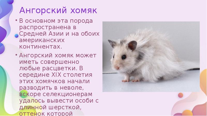 Ангорский хомяк
В основном эта порода распространена в Средней Азии и Ангорский хомяк
В основном эта порода распространена в Средней Азии и
