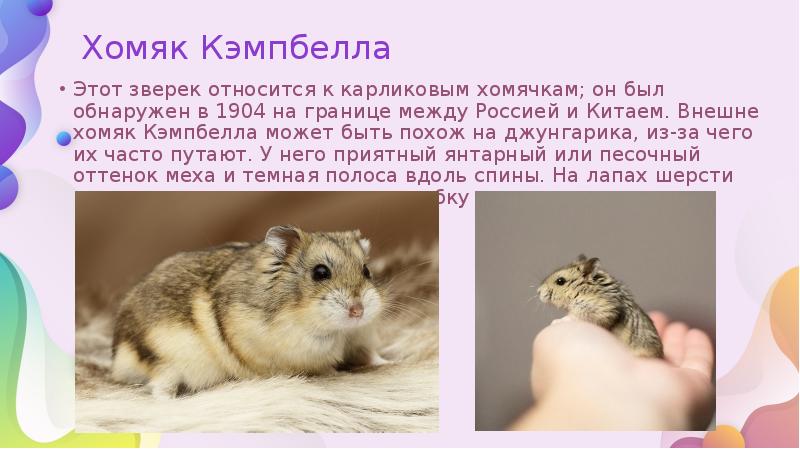 Хомяк Кэмпбелла
Этот зверек относится к карликовым хомячкам; он был обнаружен Хомяк Кэмпбелла
Этот зверек относится к карликовым хомячкам; он был обнаружен