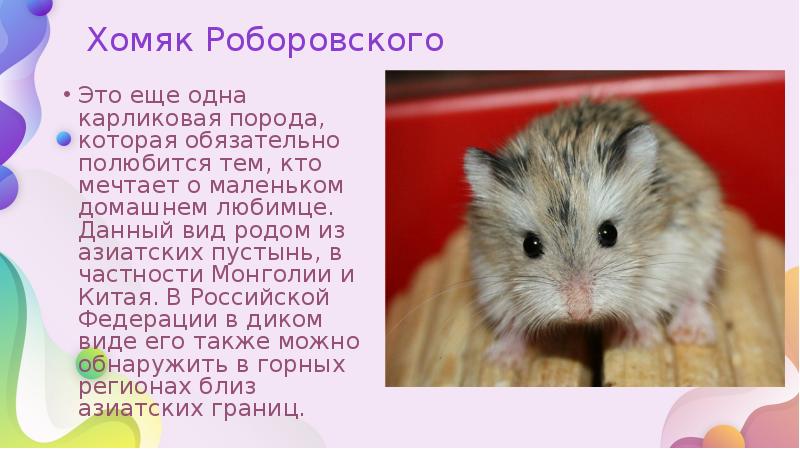 Хомяк Роборовского
Это еще одна карликовая порода, которая обязательно полюбится тем, Хомяк Роборовского
Это еще одна карликовая порода, которая обязательно полюбится тем,