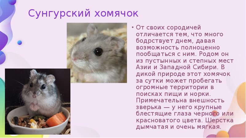 Сунгурский хомячок
От своих сородичей отличается тем, что много бодрствует днем, Сунгурский хомячок
От своих сородичей отличается тем, что много бодрствует днем,