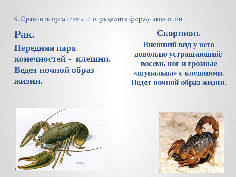 постэмбриональный период развития 9 класс. формы развития организмов. характеристика постэмбрионального развития прямое и непрямое. примеры развития в биологии. прямое постэмбриональное развитие.