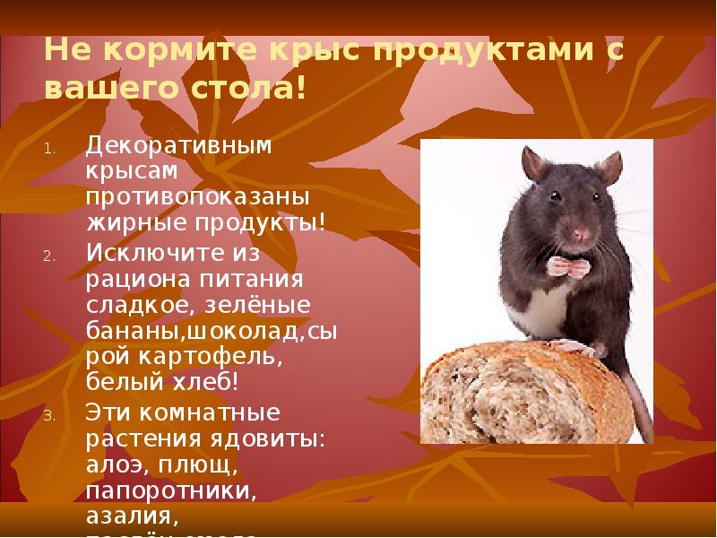 Не кормите крыс продуктами с вашего стола!
Декоративным крысам противопоказаны жирные Не кормите крыс продуктами с вашего стола!
Декоративным крысам противопоказаны жирные