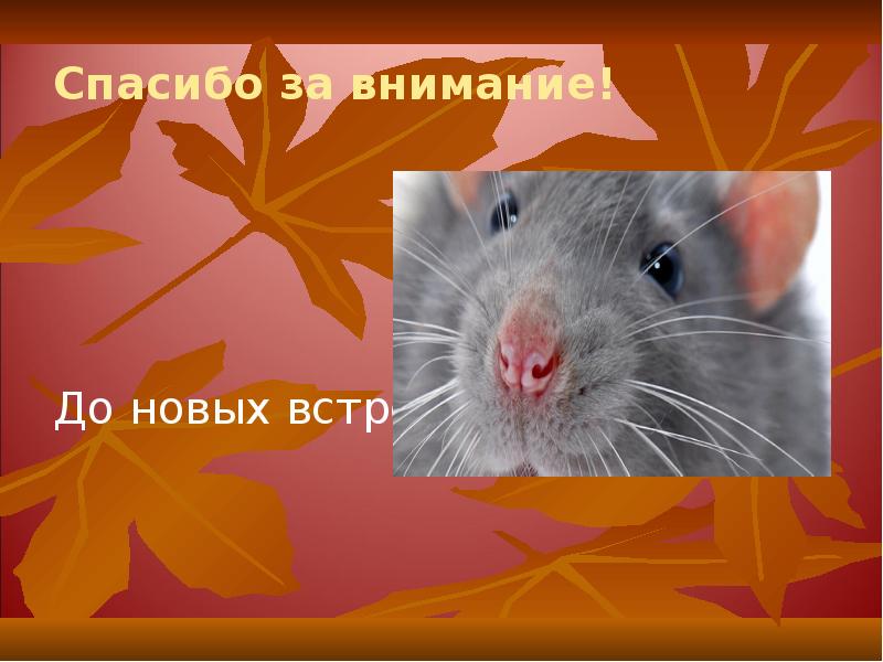 Спасибо за внимание! До новых встреч!