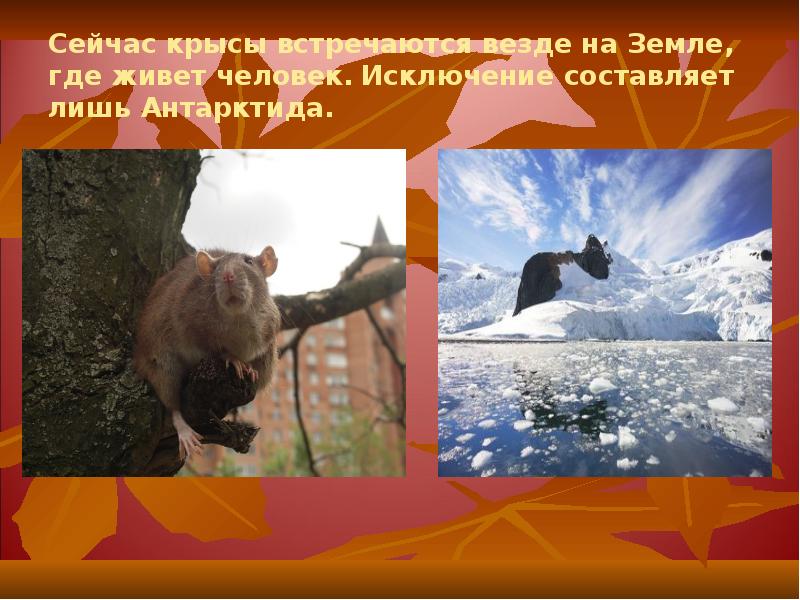 Сейчас крысы встречаются везде на Земле, где живет человек. Исключение составляет Сейчас крысы встречаются везде на Земле, где живет человек. Исключение составляет