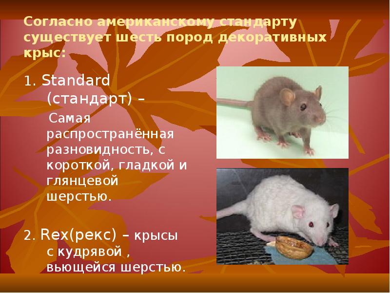 Согласно американскому стандарту существует шесть пород декоративных крыс:
1. Standard (стандарт) Согласно американскому стандарту существует шесть пород декоративных крыс:
1. Standard (стандарт)
