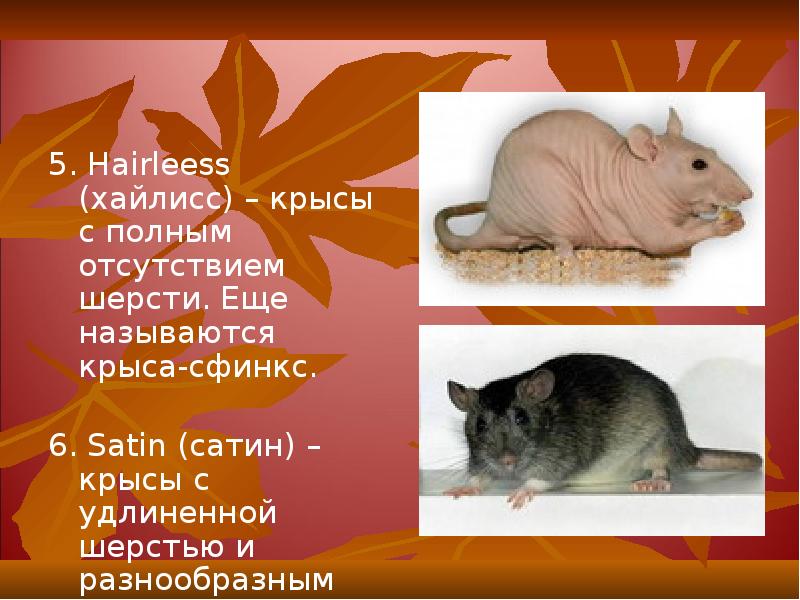 5. Hairleess (хайлисс) – крысы с полным отсутствием шерсти. Еще называются 5. Hairleess (хайлисс) – крысы с полным отсутствием шерсти. Еще называются
