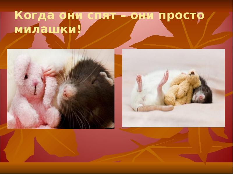 Когда они спят – они просто милашки! Когда они спят – они просто милашки!