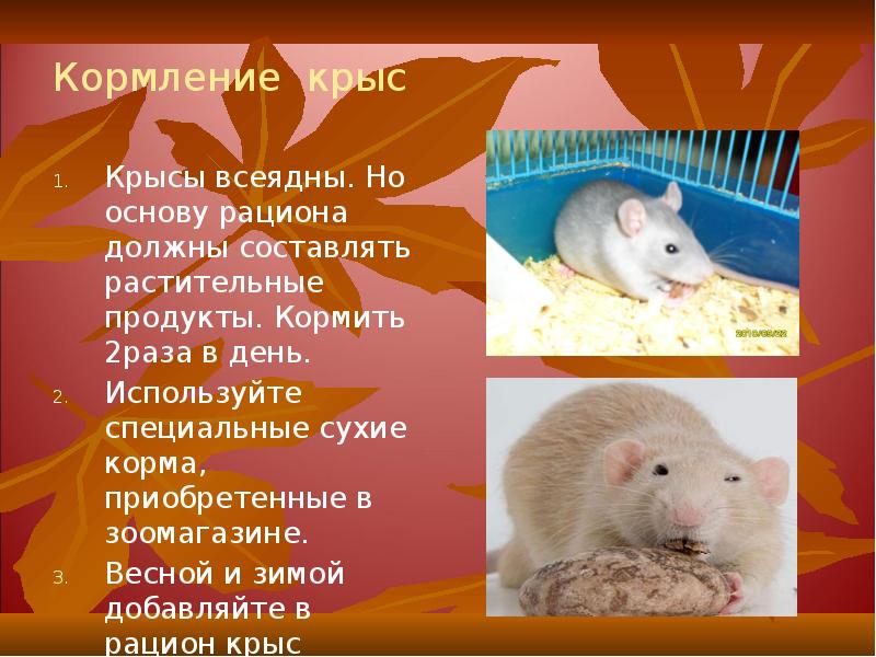 Кормление крыс
Крысы всеядны. Но основу рациона должны составлять растительные продукты. Кормление крыс
Крысы всеядны. Но основу рациона должны составлять растительные продукты.