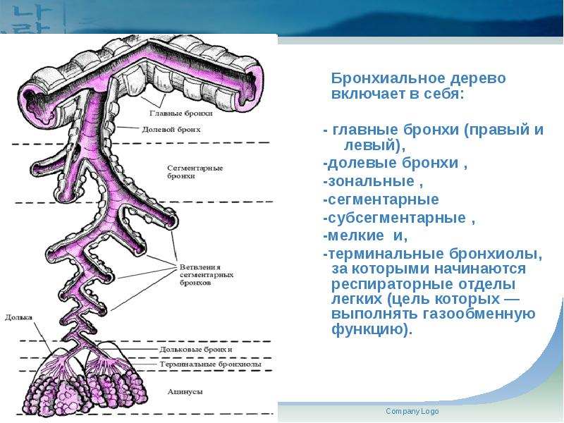 Строение стенки бронхов это