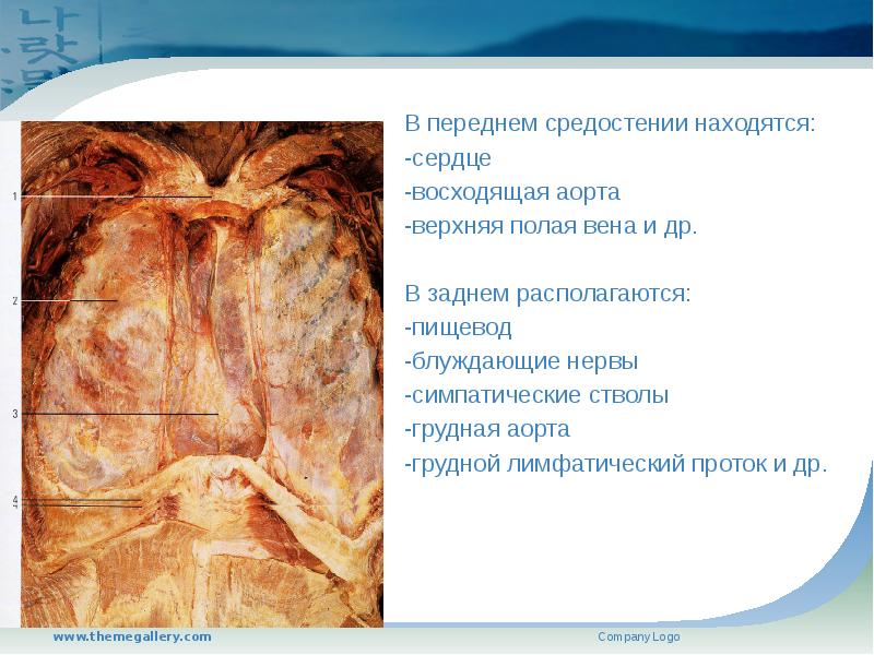 Какую функцию выполняет верхняя полая вена. Верхняя полая вена в средостении. средостение полая вена. верхняя полая вена рентген.