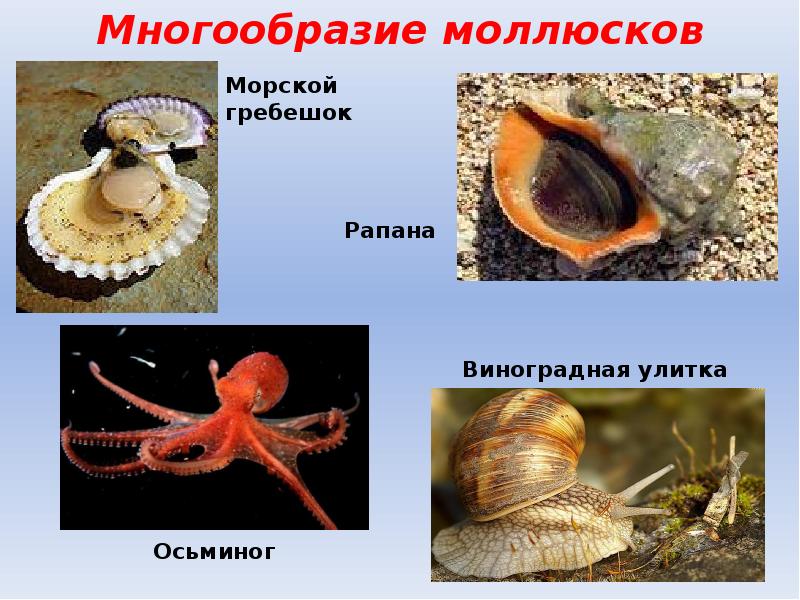 Презентация тип моллюски общая характеристика 7 класс презентация