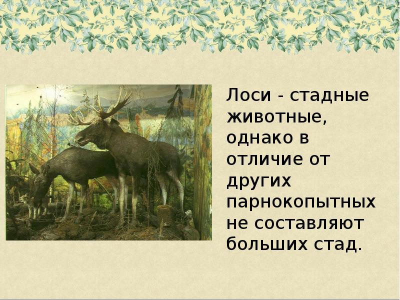 Презентация лоси 2 класс. Лось презентация. Урок по окруж. Миру Лось. Лось спасибо за внимание для презентации. Сообщение о Лосе 4 класс по литературе 7 предложений.