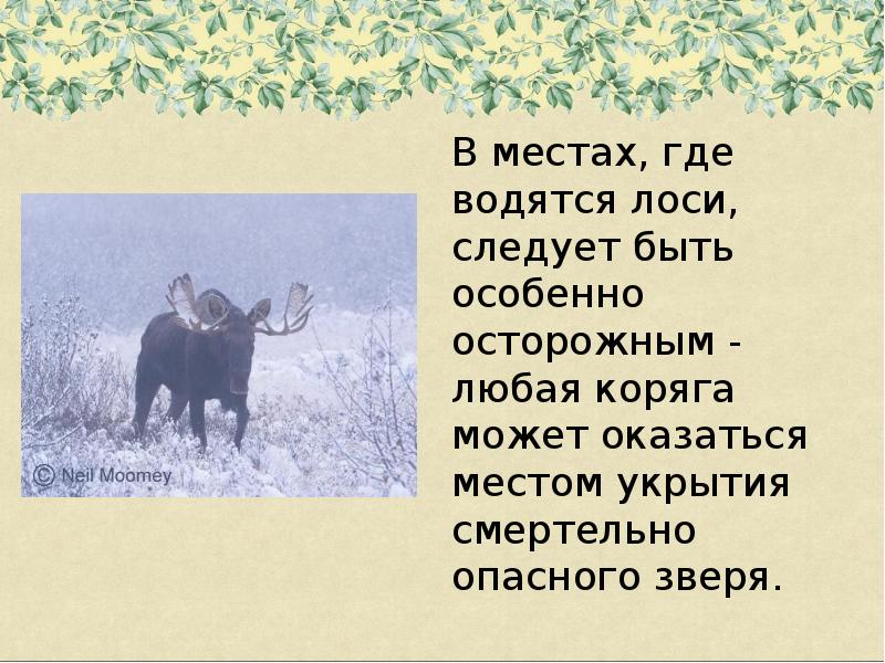 Презентация лоси 2 класс. Лось презентация. Рассказ про лося. Где обитает Лось. Рассказ о Лосе 4 класс.