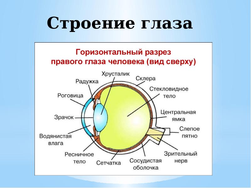 Глаз у человека имеет форму. Строение глаза спереди. Строение глаза сбоку. Строение глазного яблока человека анатомия. Строение глаза рис.