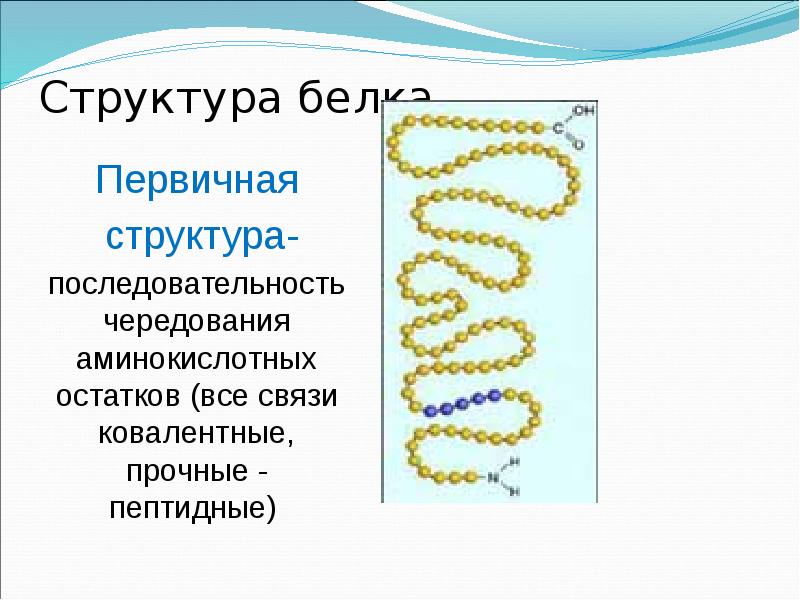 Первичная структура белка аминокислоты. Структуры белка. Презентация на тему структуры белка. Первичная структура белка.